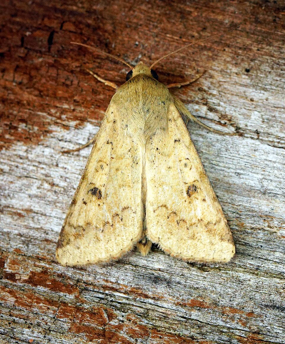Bollworm complex