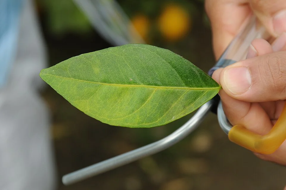 Citrus greening (Huanglongbing)