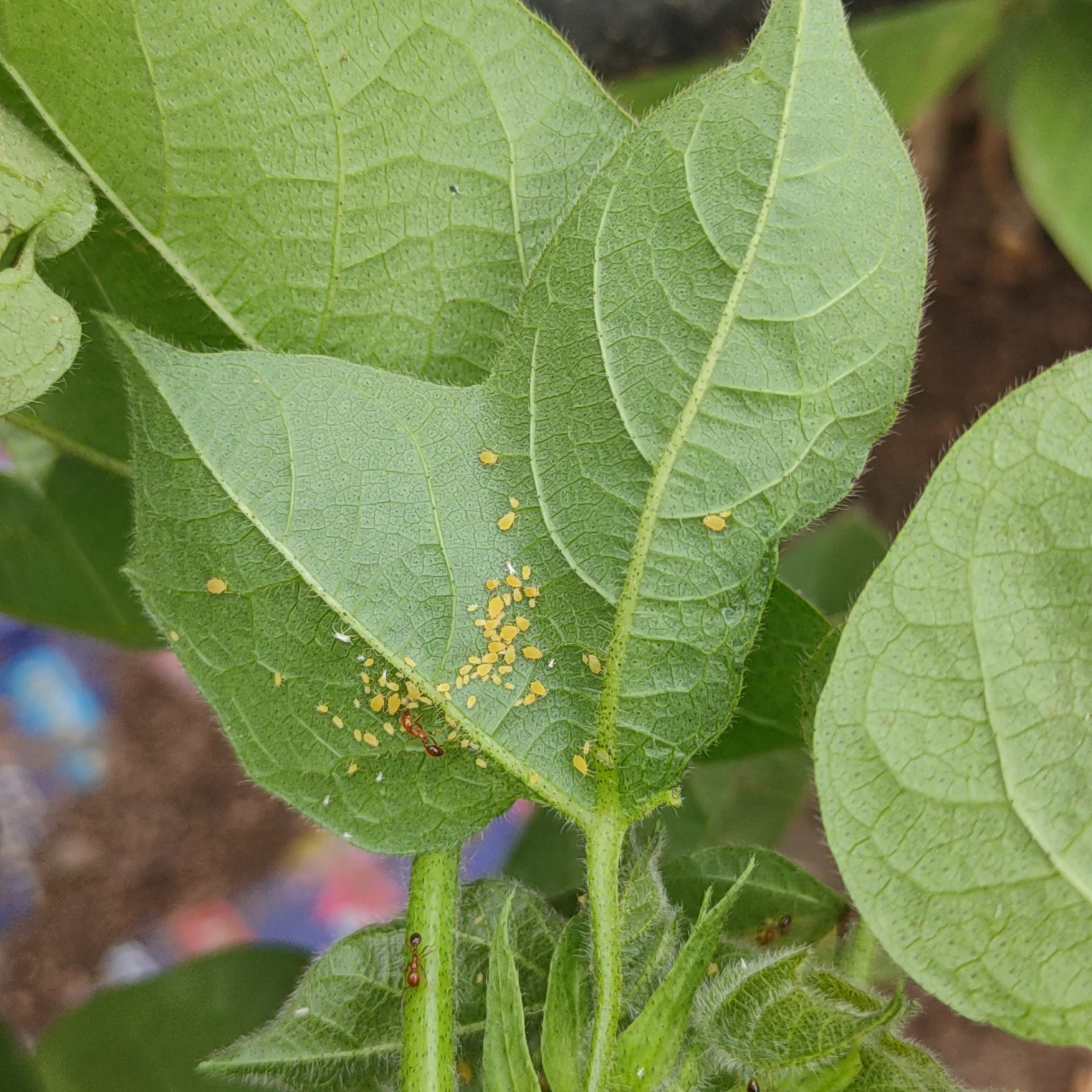 Cluster of yellow cotton aphids on the underside of a young cotton leaf in the field, with a red ant tending them for honeydew
