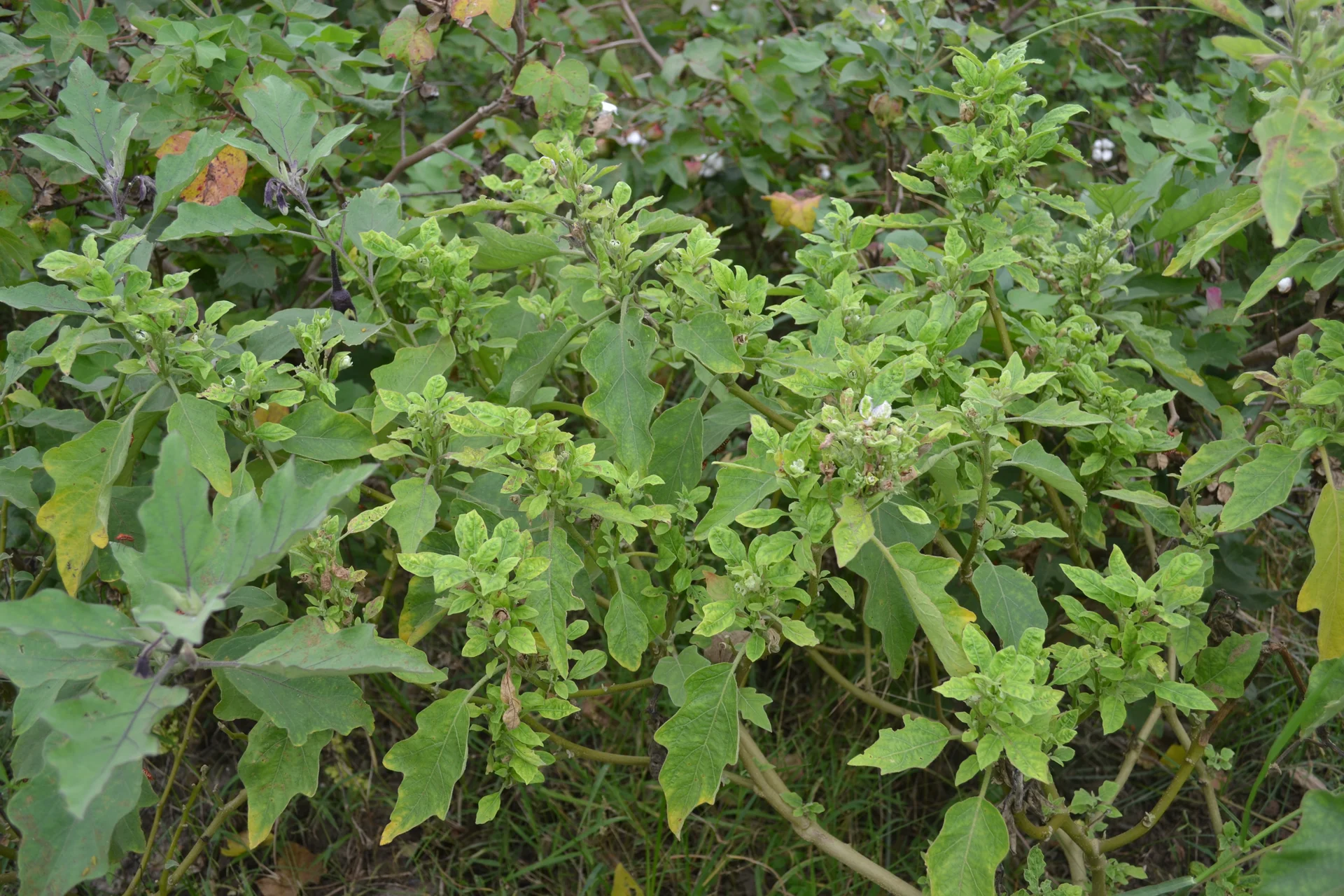 Whole brinjal plant in the field stunted and turned bushy by little leaf disease, throwing out a mass of thin shoots with small pale leaves