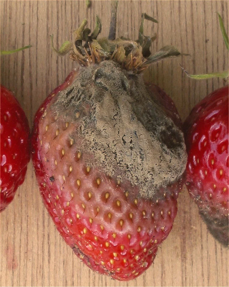 Bunch rot (grey mould)