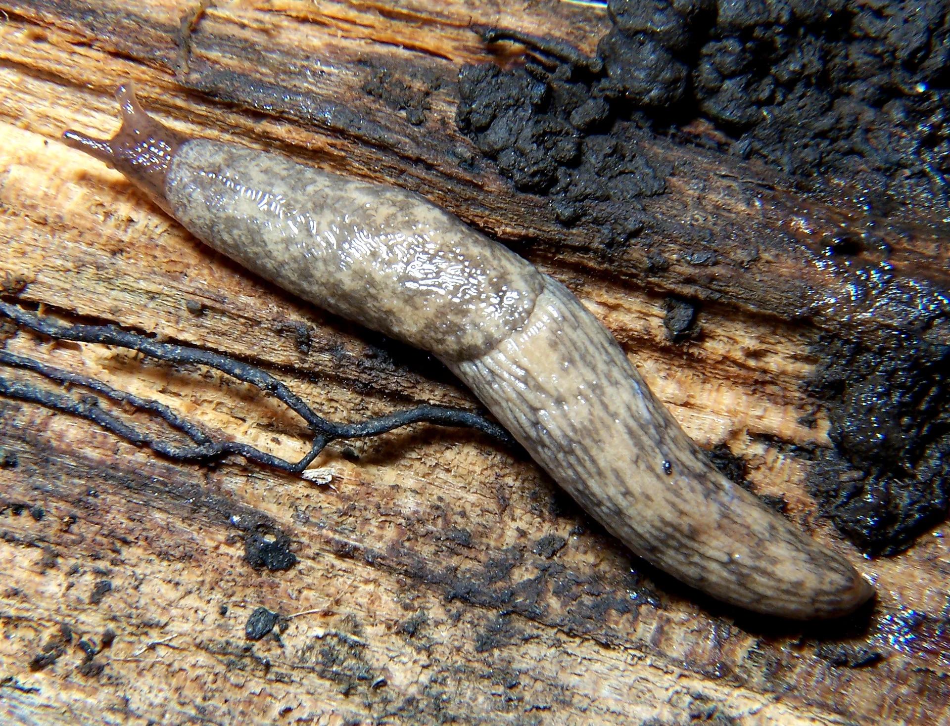 A grey field slug, soft and bare-bodied with two feelers, gliding over damp wood