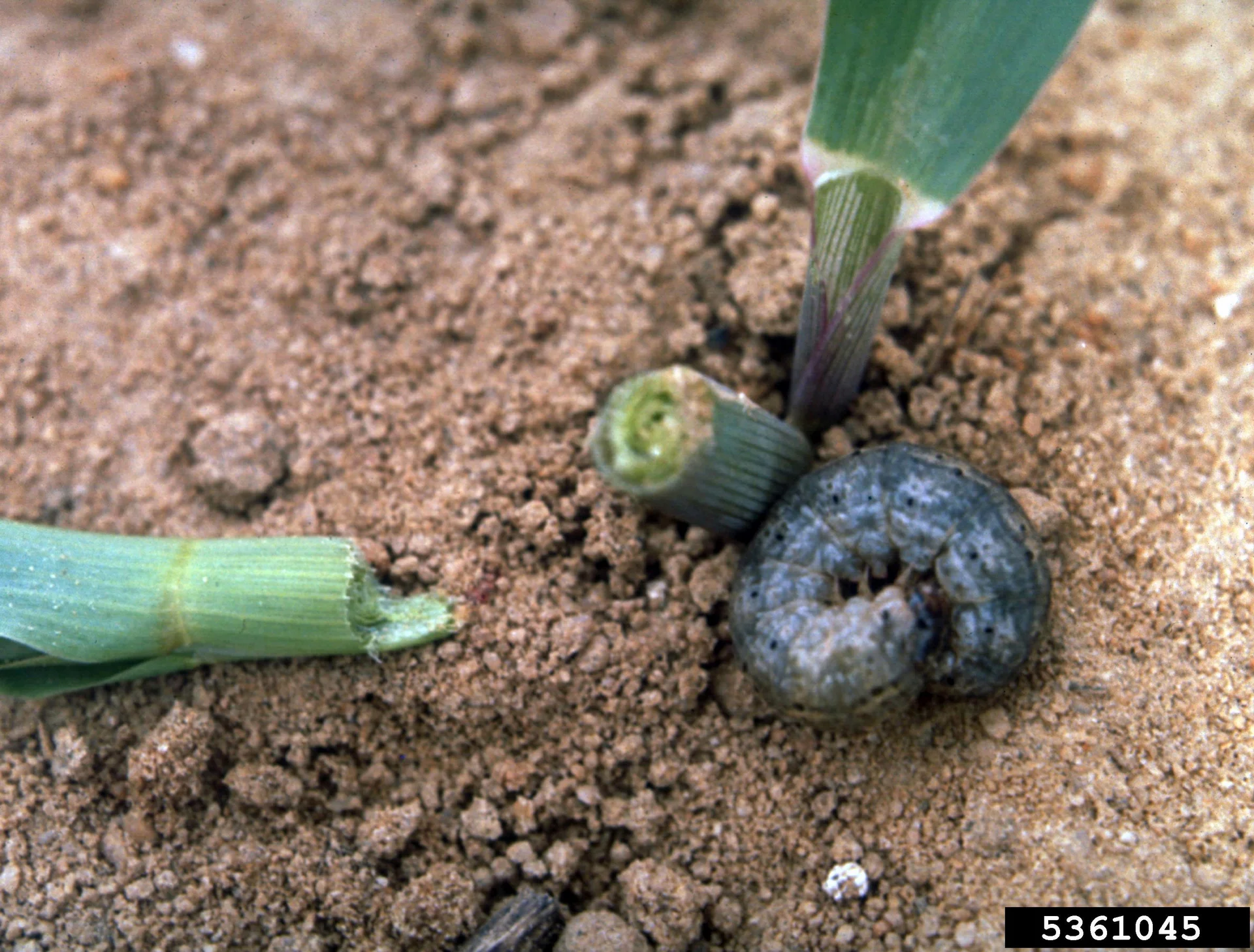 Cutworms