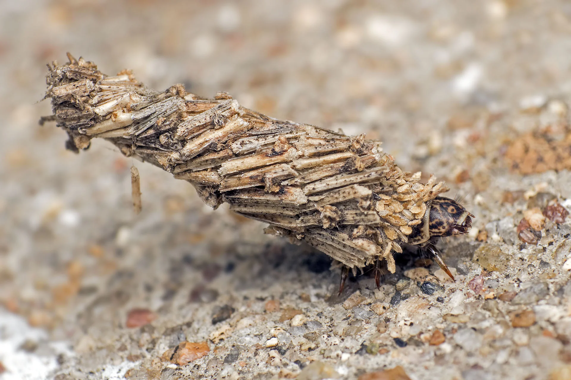 Close-up of a bagworm caterpillar crawling with its dark patterned head and legs poking out of its case built of silk and plant fragments