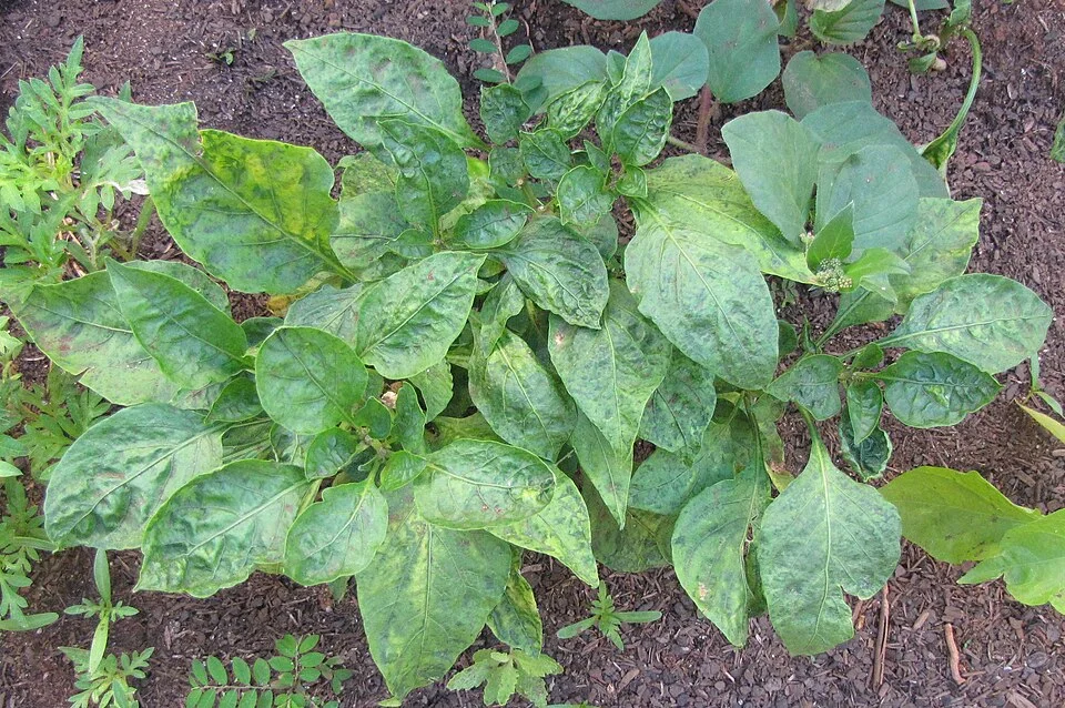 Pepper viruses