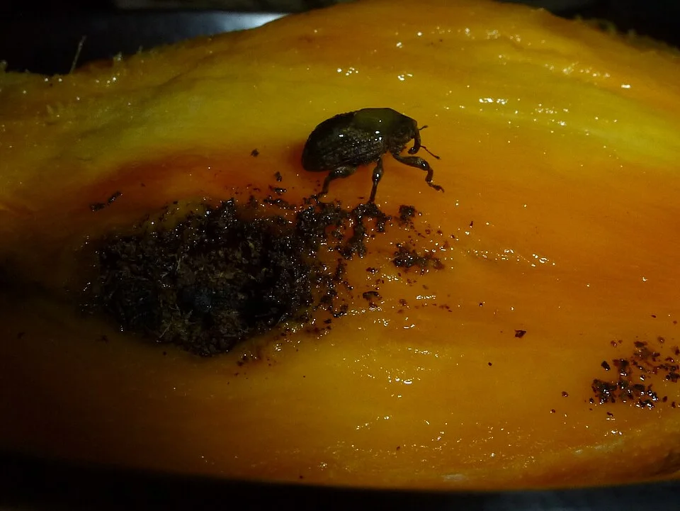 Mango seed weevil