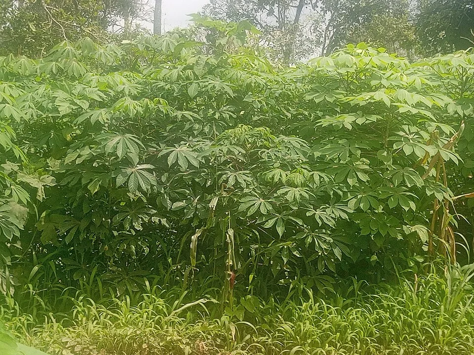 Cassava green mite