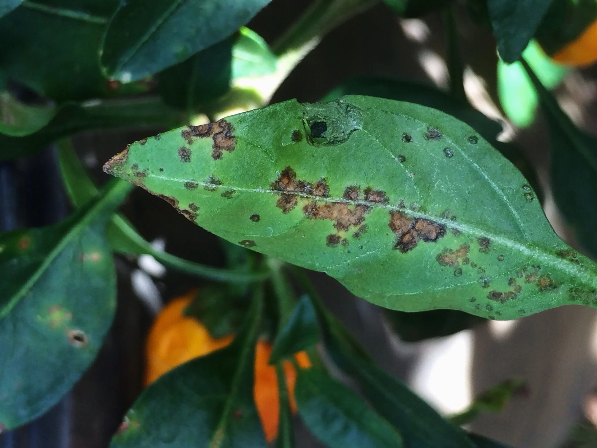 Pepper leaf covered in brown scabby bacterial spots on a plant bearing peppers