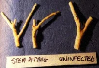 Citrus twigs with bark peeled back showing stem pitting from tristeza — pits and grooves gouged into the wood — beside a smooth uninfected twig for comparison.