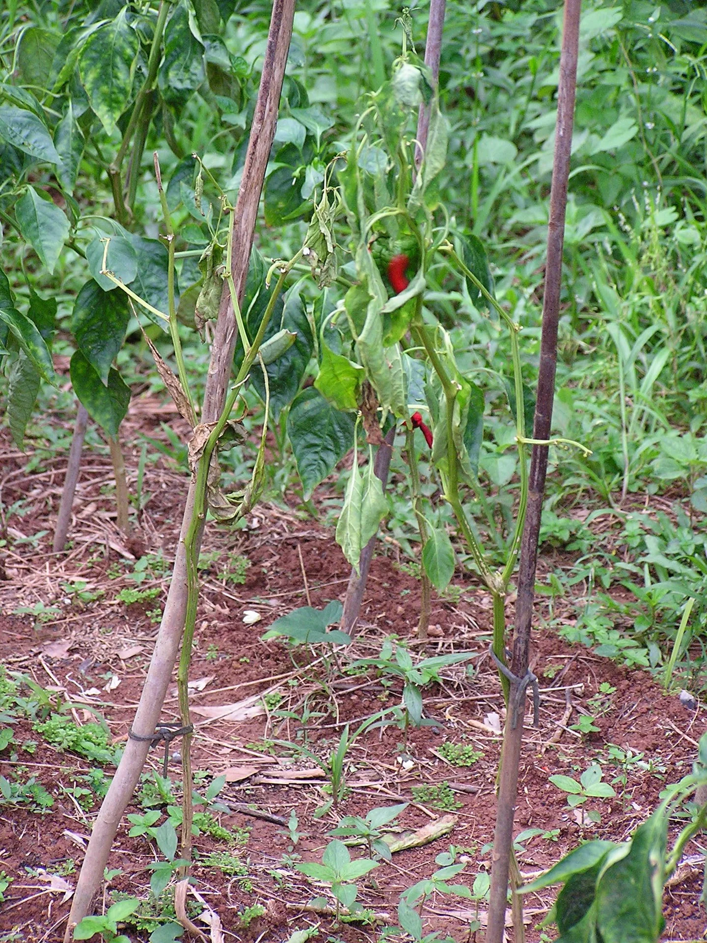 Staked pepper plant in the field wilting and drooping while its leaves are still green, a sign of bacterial wilt