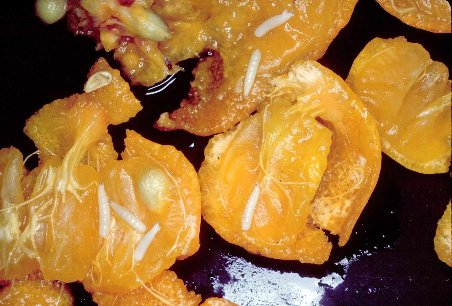 White fruit-fly maggots tunnelling in the pulp of a cut-open citrus fruit