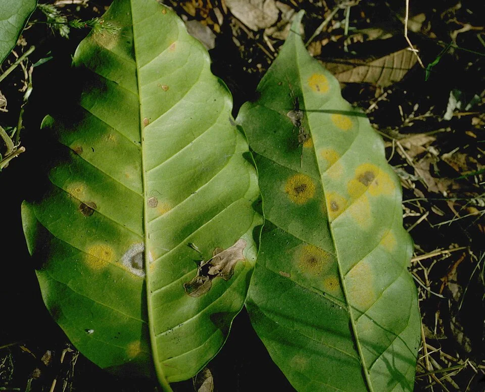 Coffee leaf rust