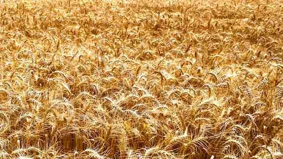 A field of ripe, golden wheat ready to harvest