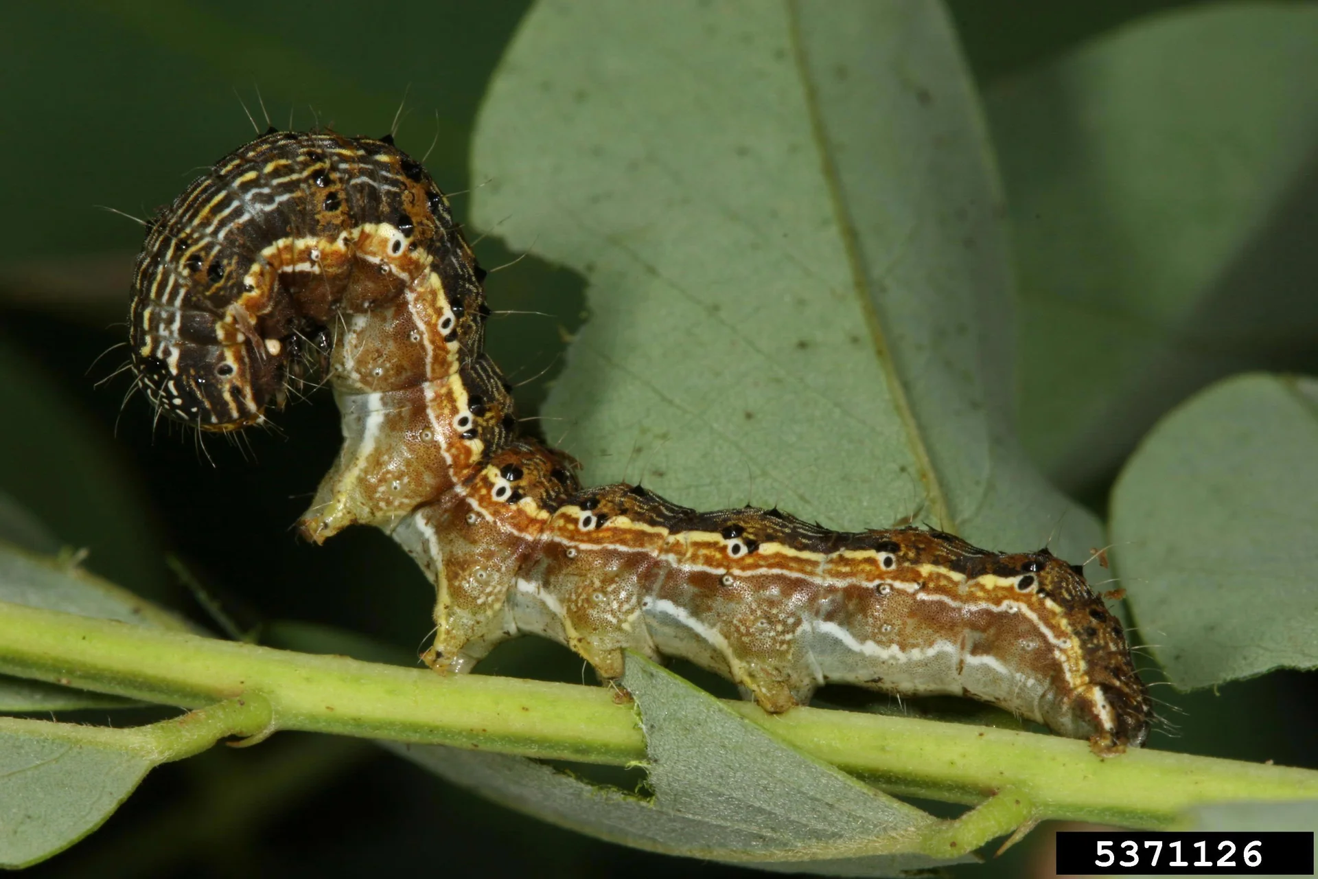 Bollworm caterpillar curled on a leaf, showing the pale side stripe, dark spots and rough, bristly skin.