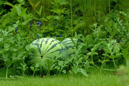 A round, pale-green striped watermelon lying among the sprawling vine leaves in a garden