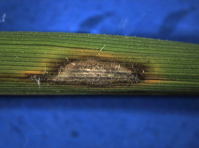 Spindle-shaped rice blast lesion on a leaf: grey-white dead centre ringed by a brown margin