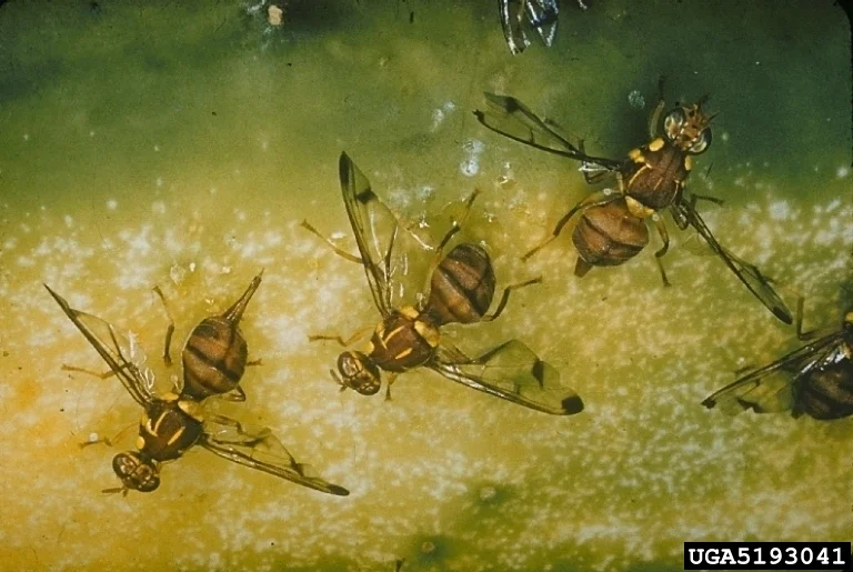 Several orange-brown melon flies with dark-banded wings resting on the skin of a cucurbit fruit