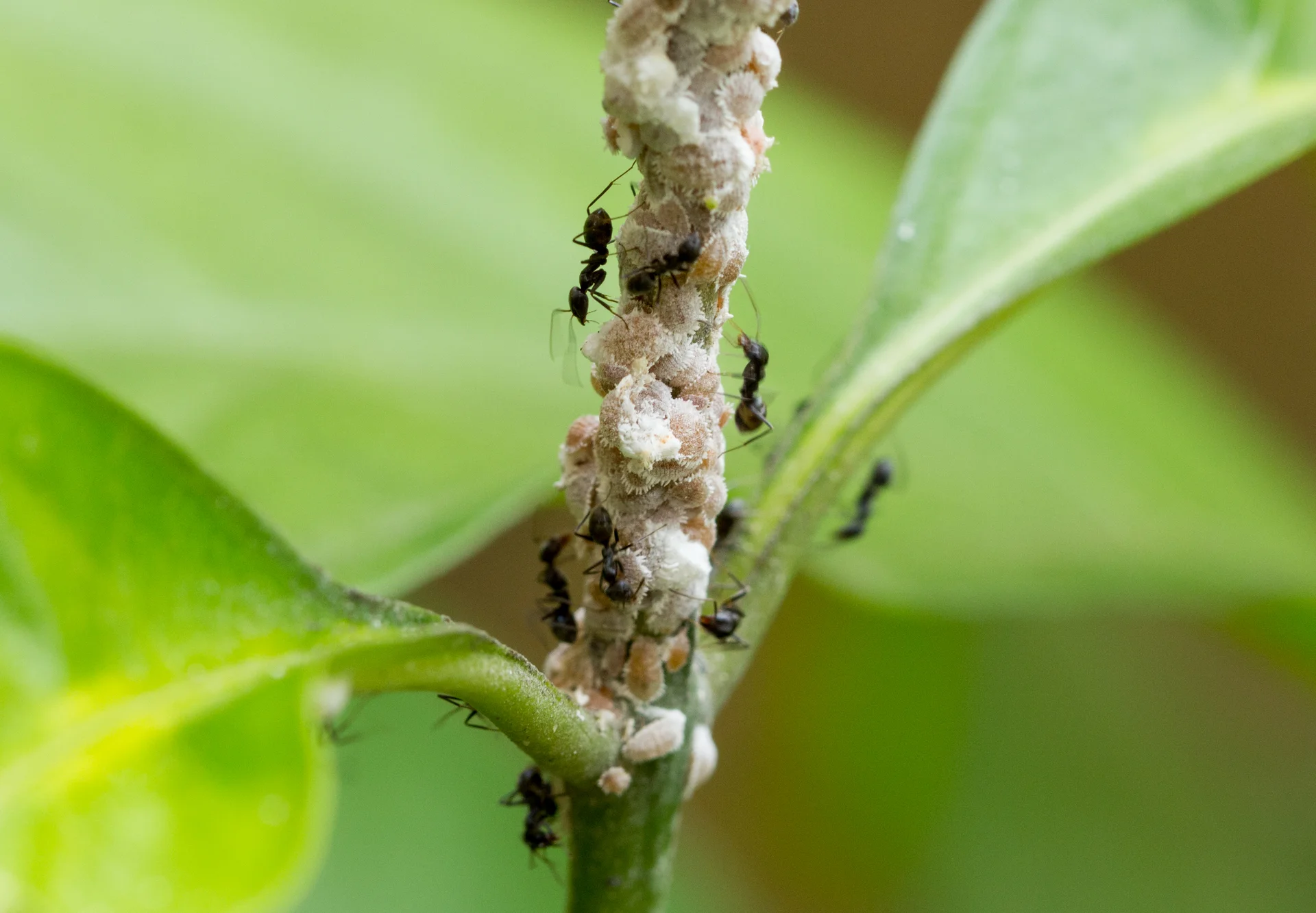 A plant stem coated in a white, waxy, powdery mealybug colony with black ants running up and down tending them — the same white-flour colonies and ant trails you find on enset roots and corm base.