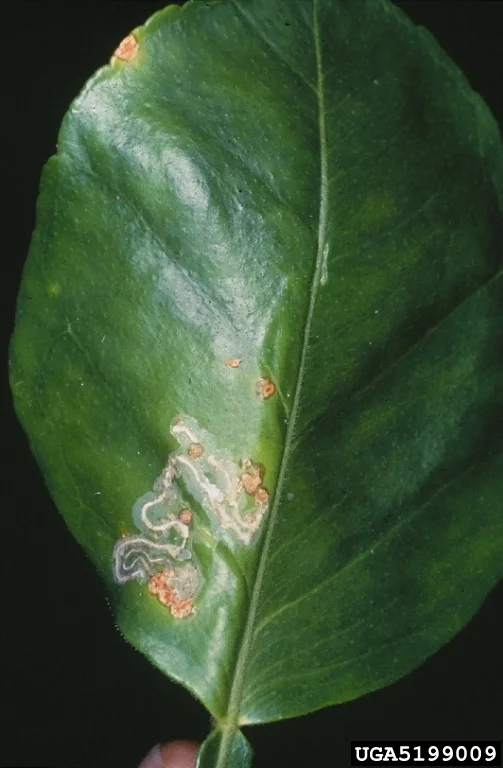 Whole citrus leaf showing silvery winding leafminer mines and distortion of the leaf surface