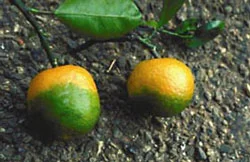 Citrus greening (Huanglongbing)