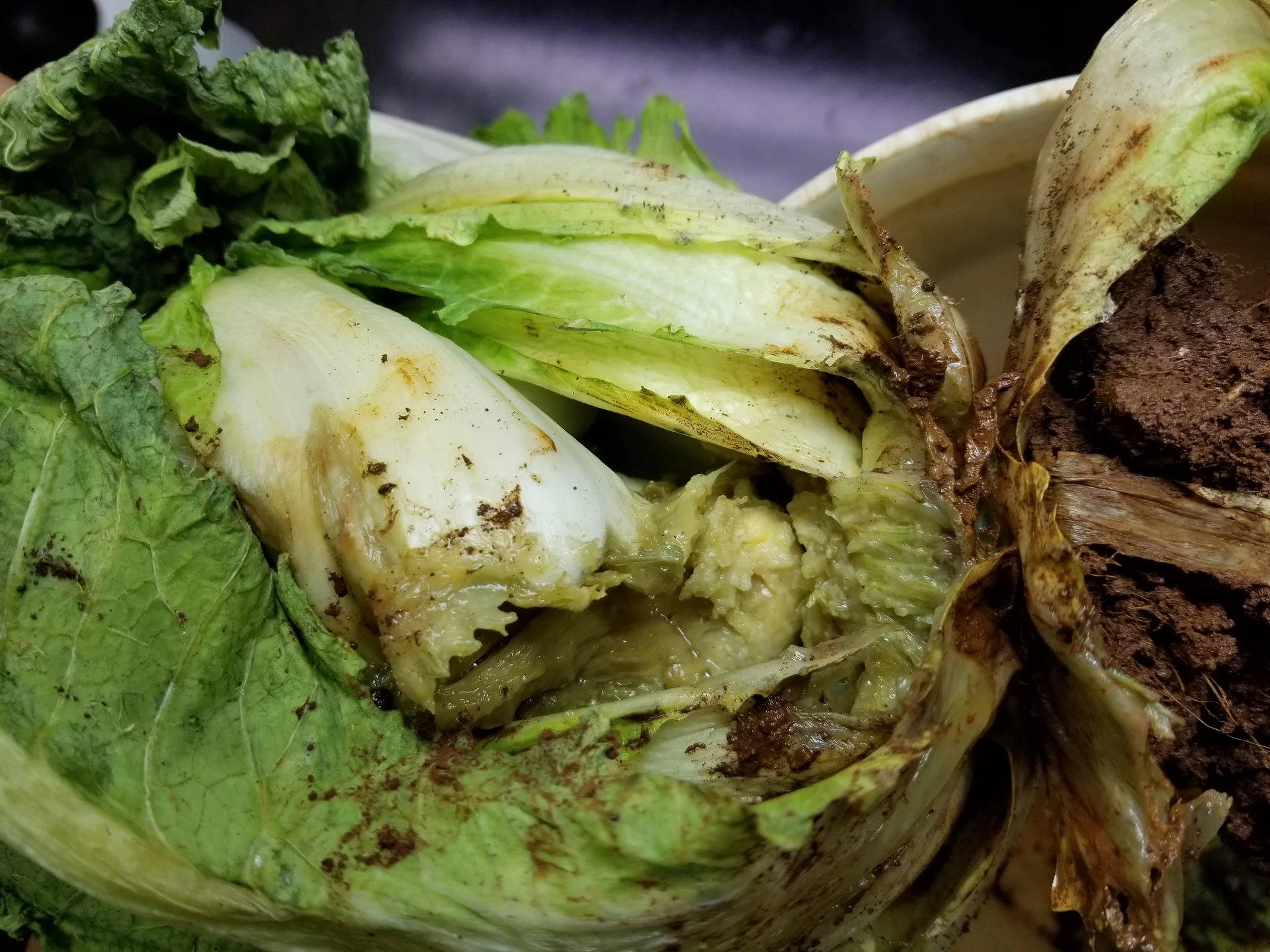 Napa cabbage head with the heart collapsed into wet, slimy yellow-green soft-rot mush