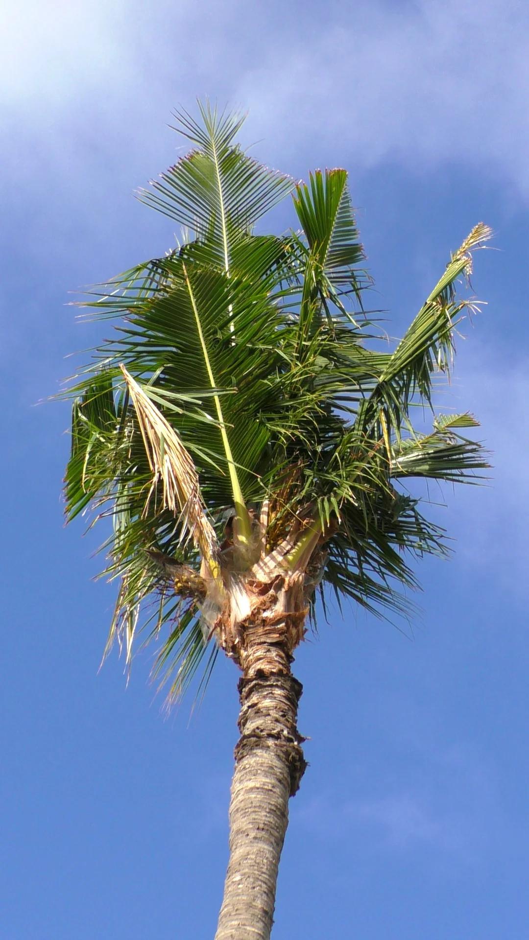 Coconut palm crown heavily damaged by rhinoceros beetle, with chewed and broken fronds
