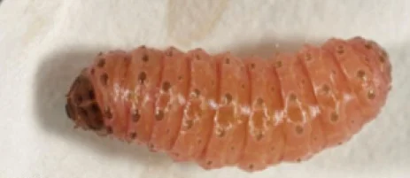 Pale pink caterpillar with a brown head — the eggplant fruit and shoot borer larva that tunnels inside shoots and fruit