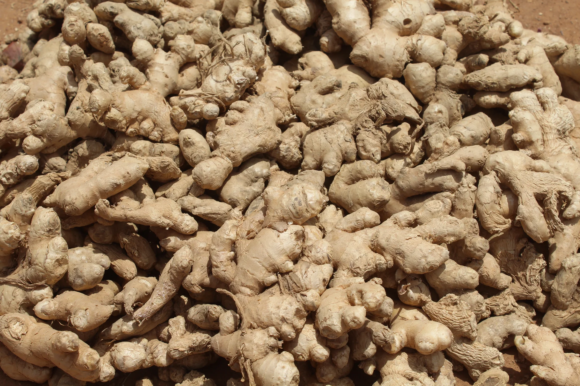 Freshly dug ginger rhizomes — the fat underground 'hands' you dig up to eat and sell, and the very part rhizome scale attacks