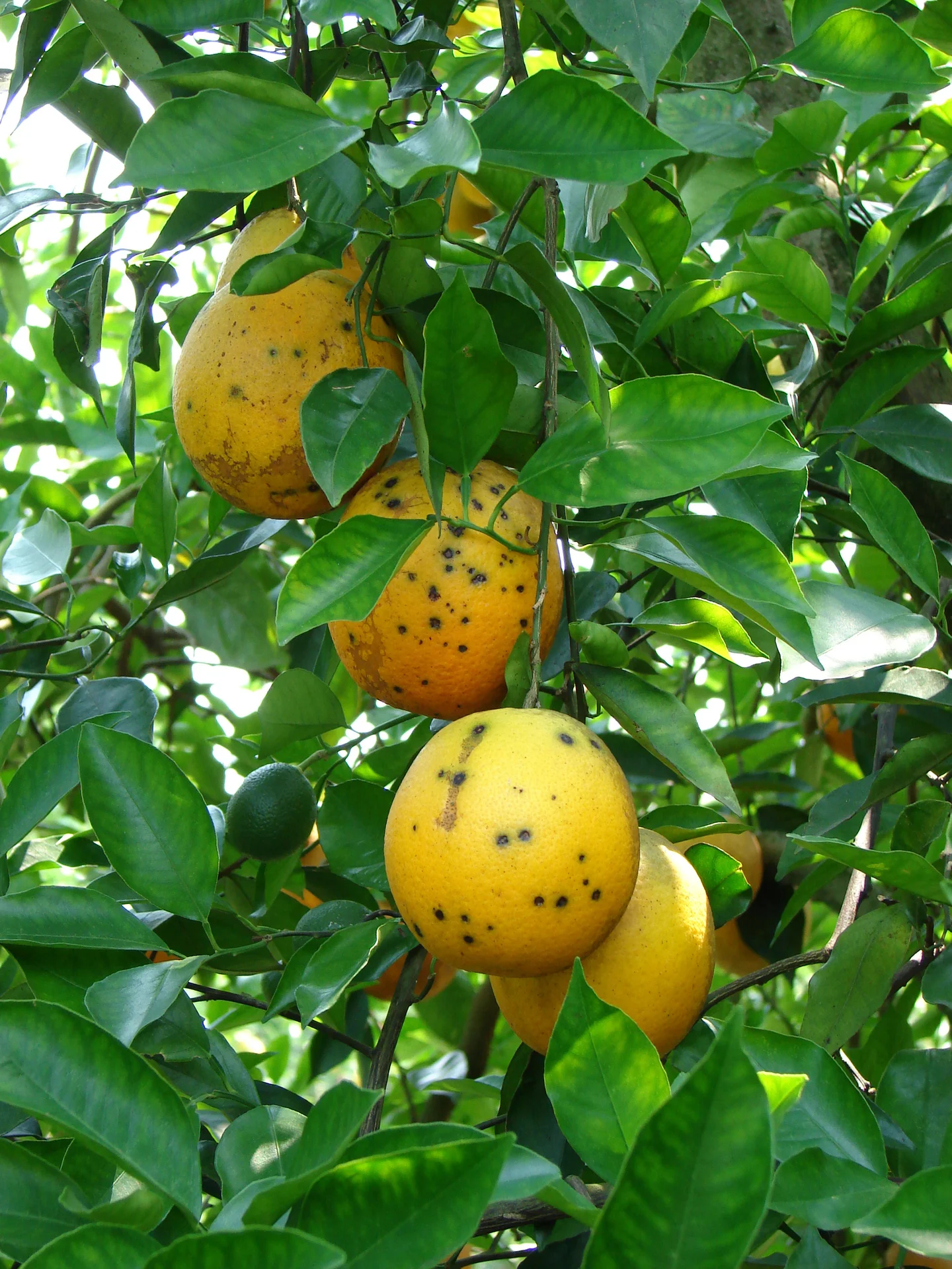 Ripening oranges on the tree covered in dark black spots of citrus black spot