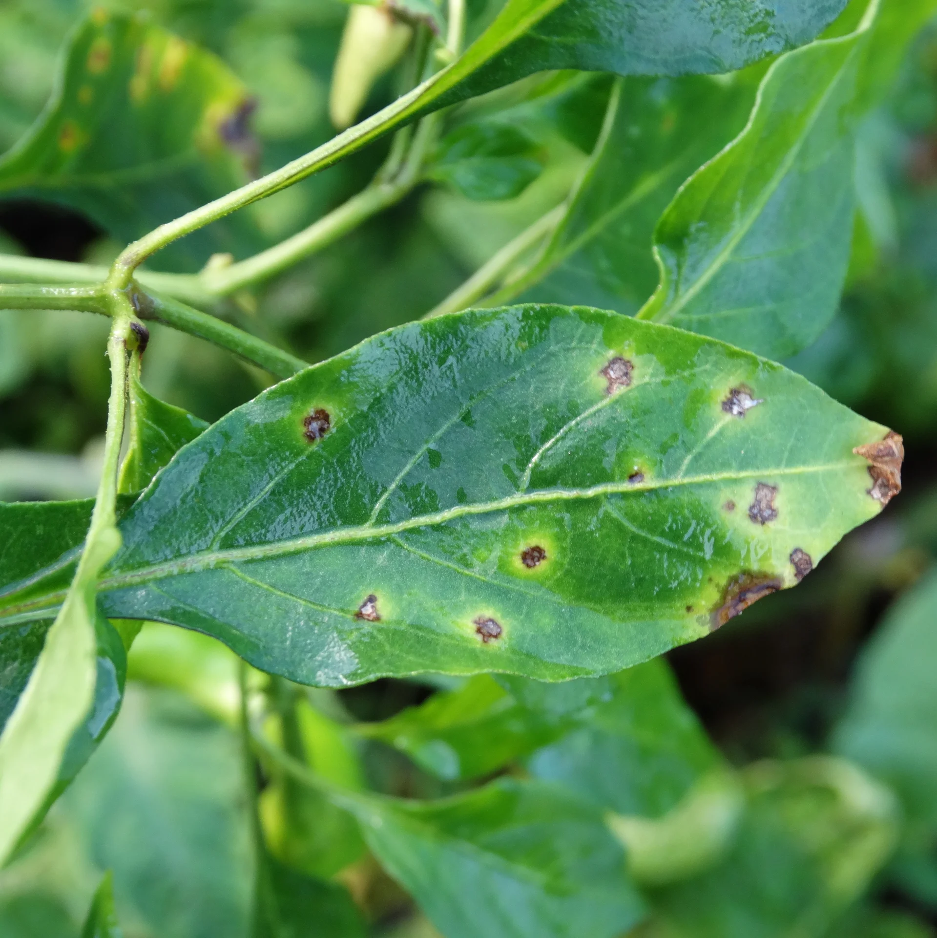 Pepper leaf with small dark bacterial spots ringed by yellow halos