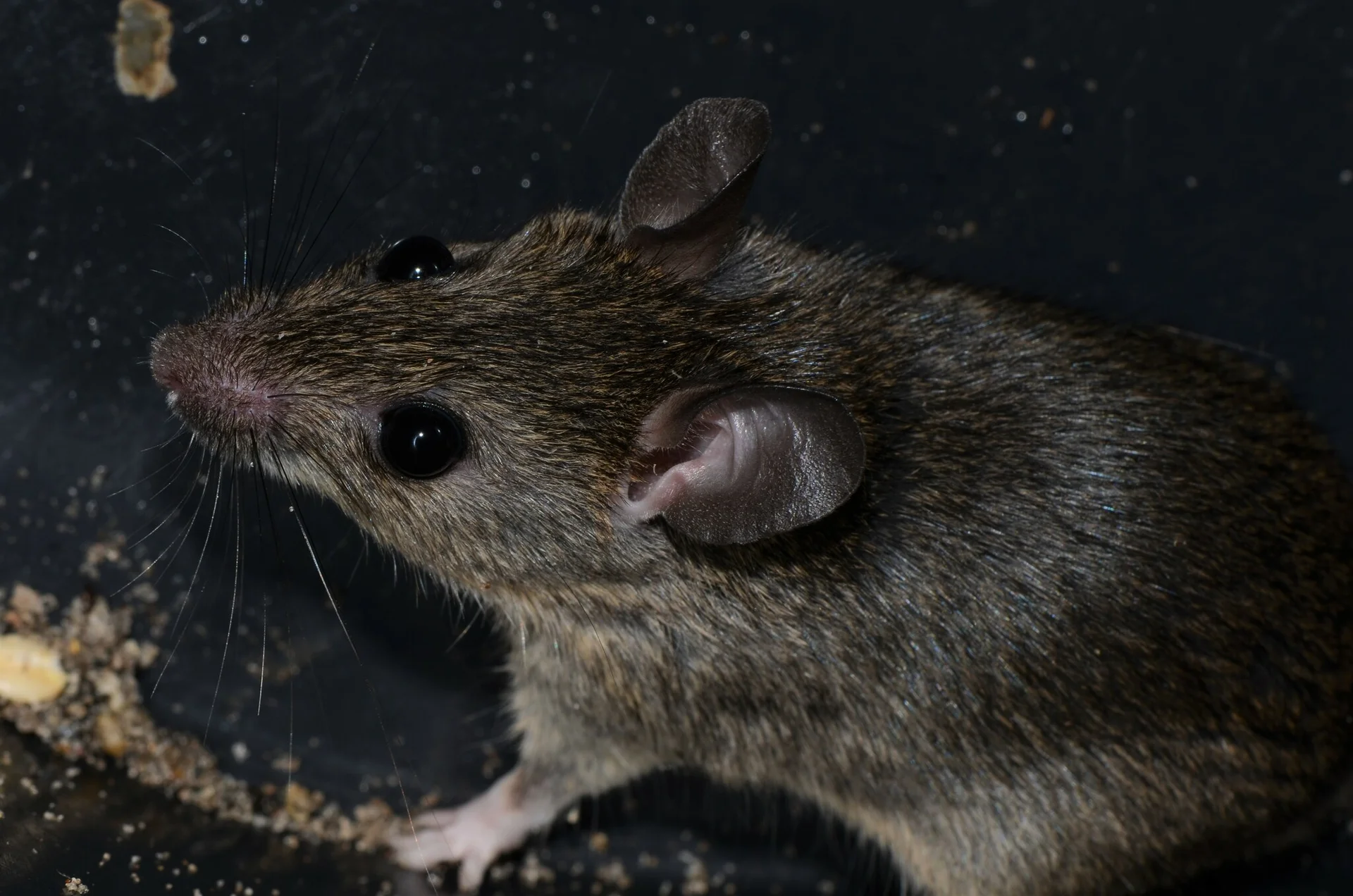 Close-up of a multimammate grain rat among food crumbs, showing the pointed nose, big ears and grey-brown coat