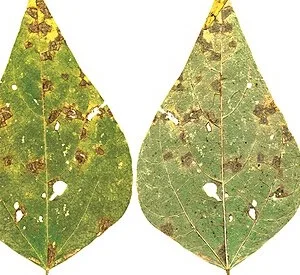Angular leaf spot