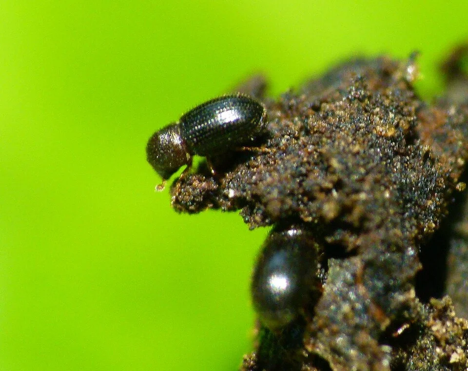 Coffee berry borer