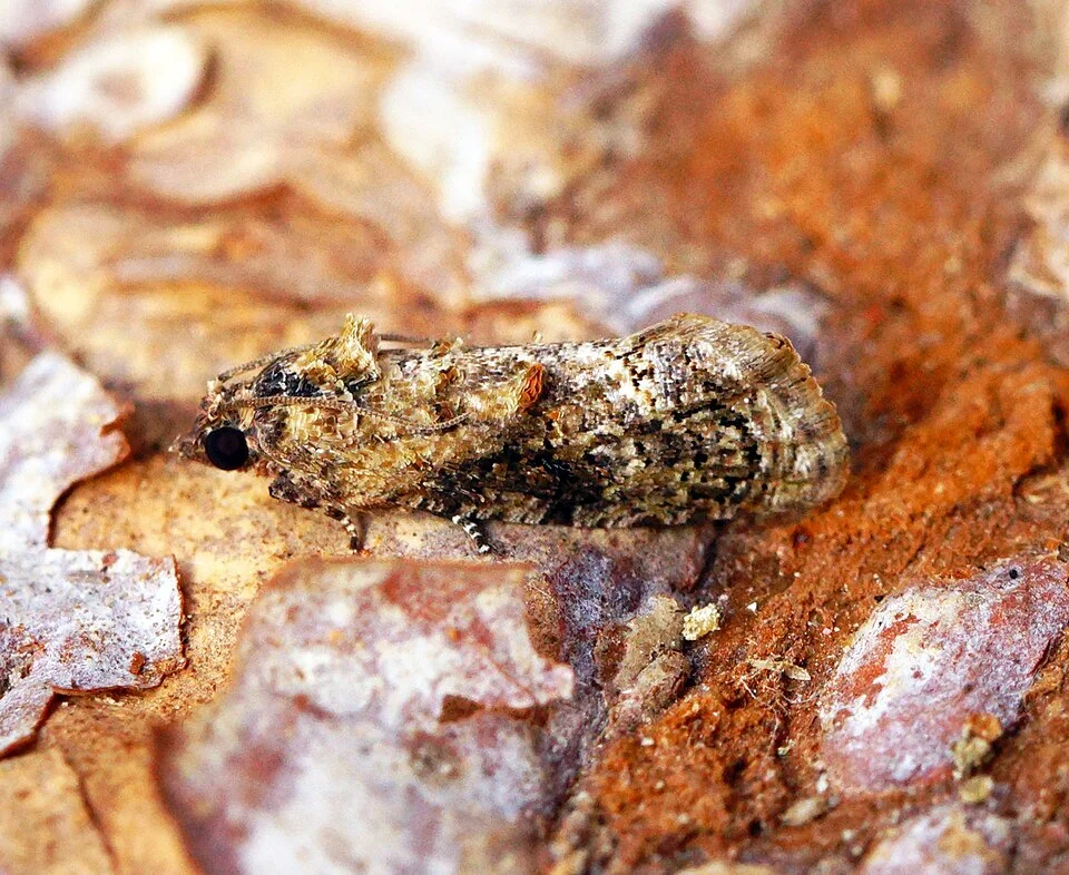 False codling moth