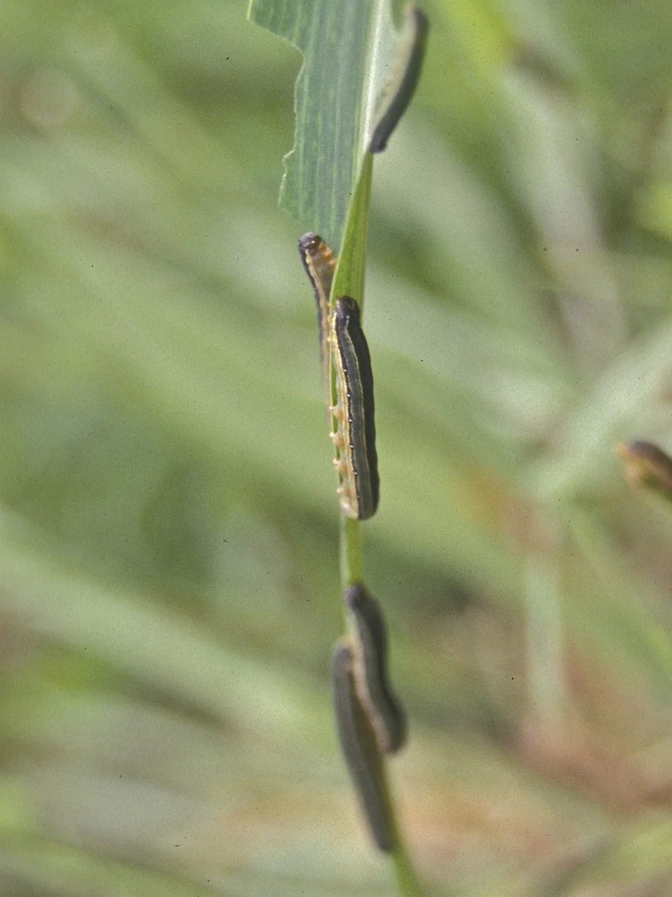 Several African armyworm caterpillars feeding together on a grass blade during an outbreak, chewing it to shreds