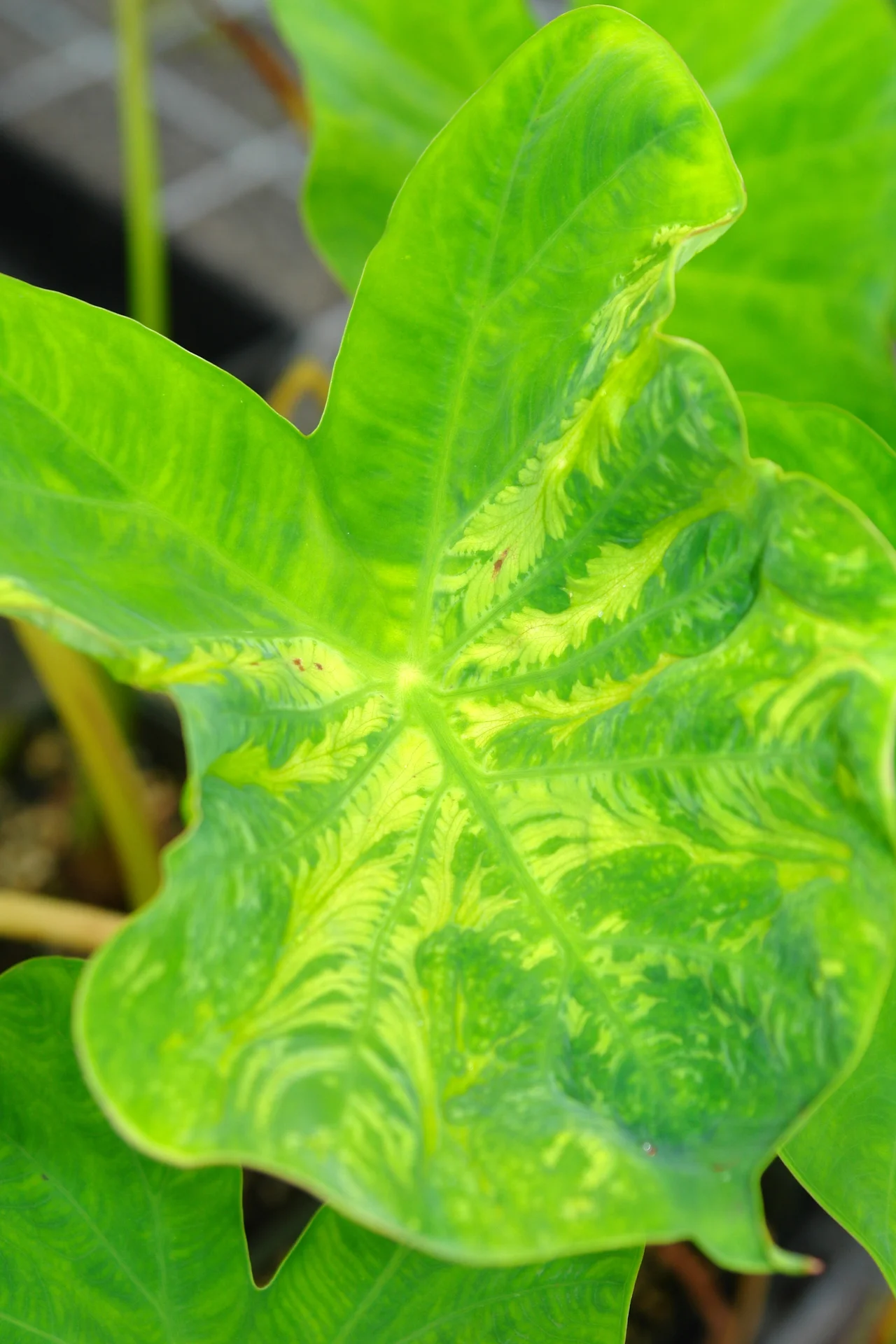 Whole taro leaf in the field with the fern-like feathery green-on-green mosaic radiating from the veins, typical of dasheen mosaic virus
