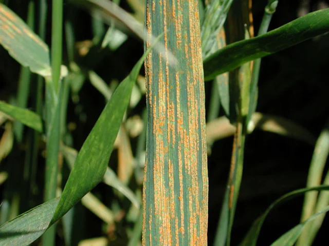 Yellow rust