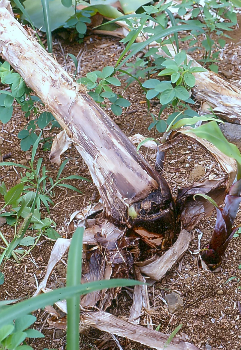 Banana plant toppled over in the field, its base rotted soft and black by corm rot so it can no longer stand