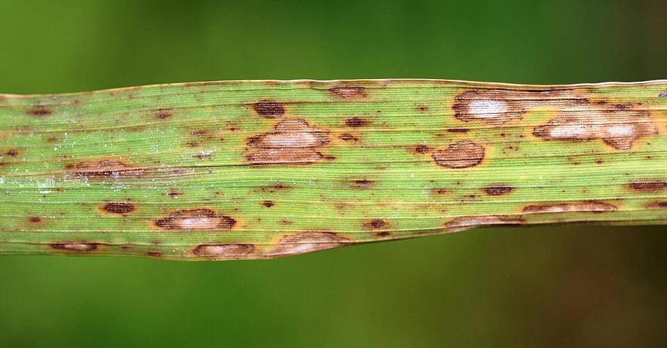 Close-up of a rice leaf covered in oval brown spots with grey-straw centres and brown edges, typical of brown spot disease