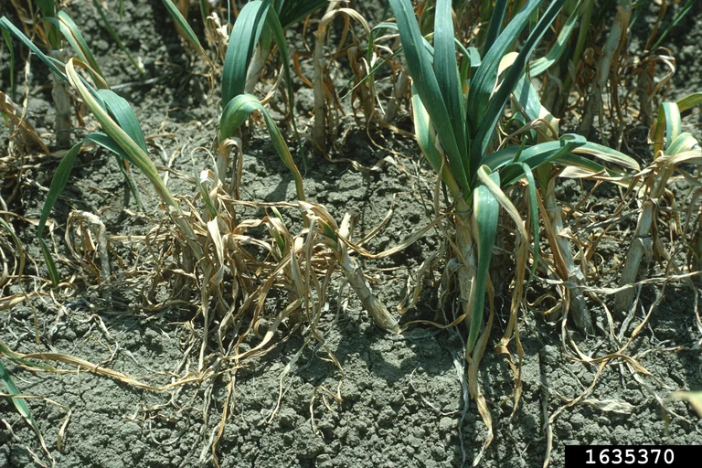Garlic crop in the field with patches of stunted, yellowing and collapsed plants next to healthier rows, damage from stem and bulb nematode