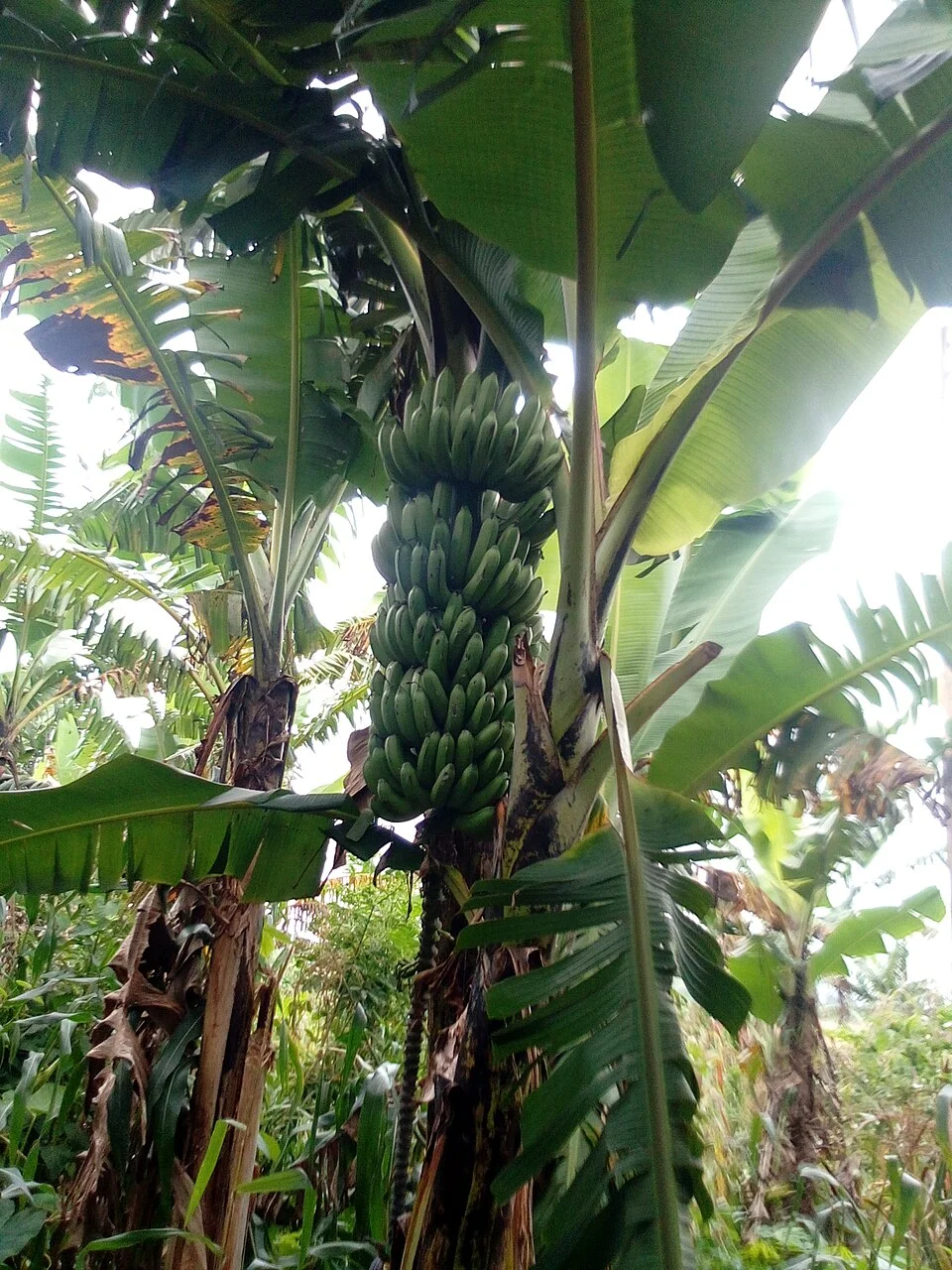 Banana & plantain