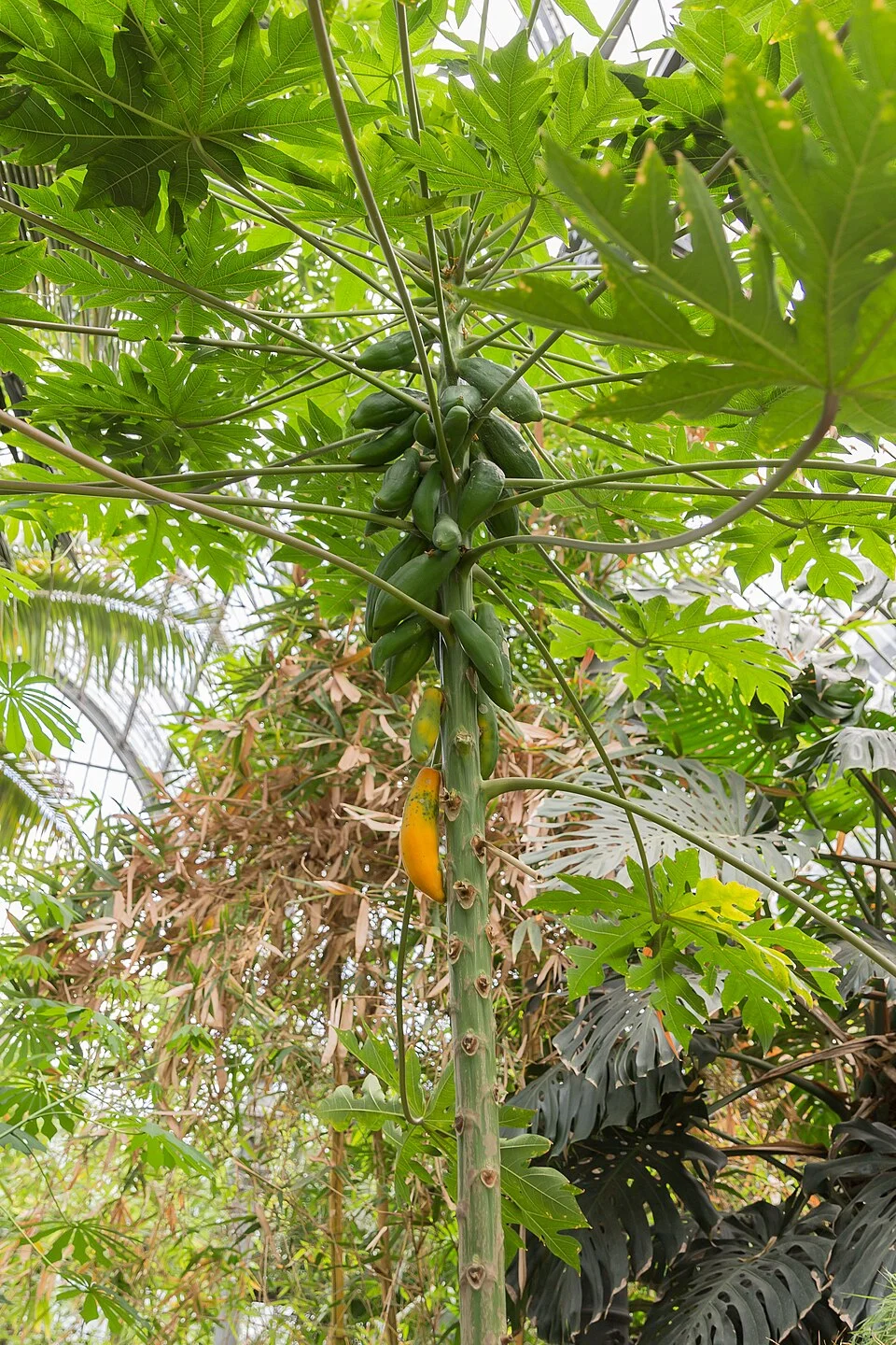 Papaya