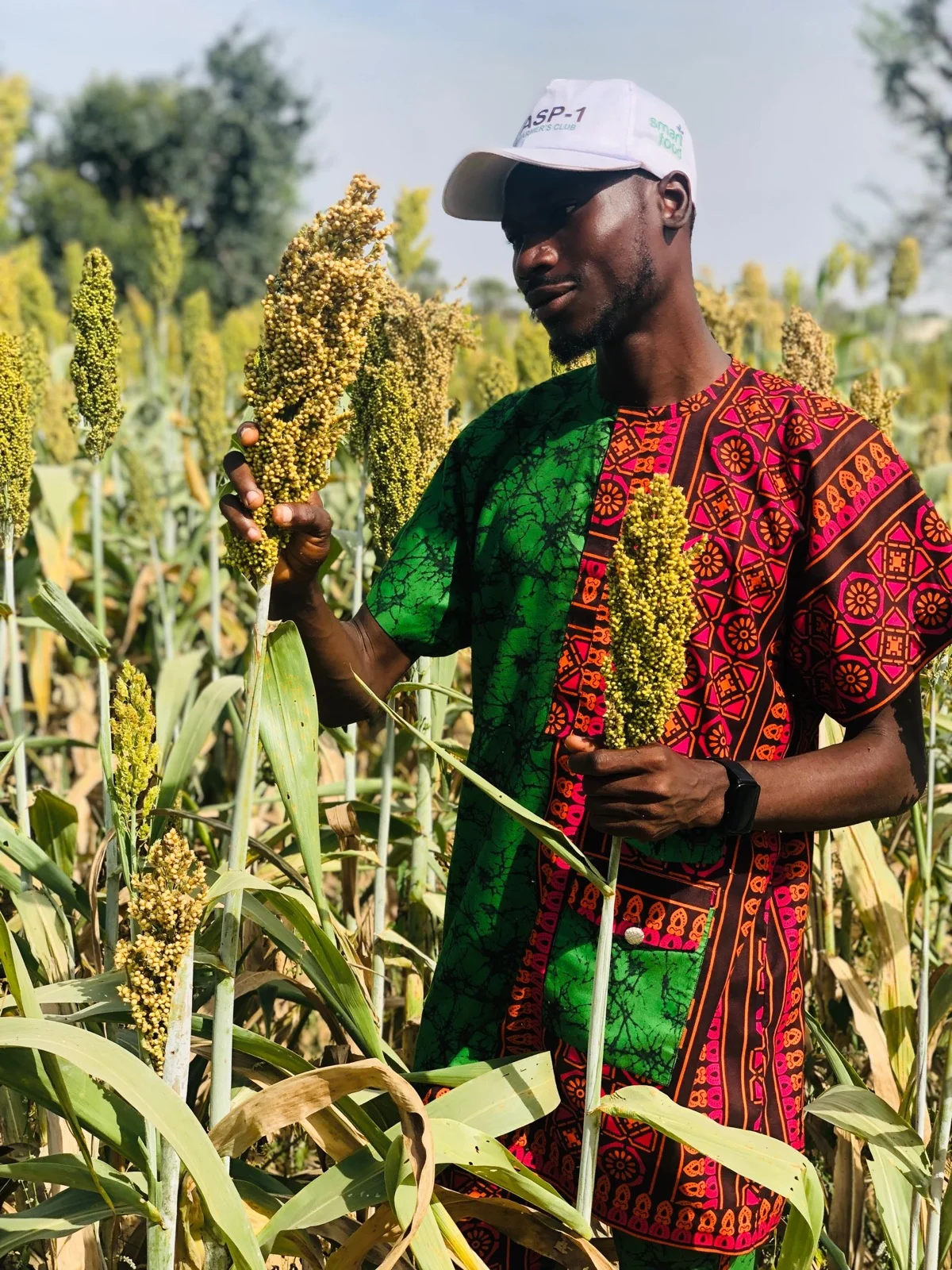 A farmer in a sorghum field holding two grain heads at maturity — the panicles that sorghum midge leaves thin and half-empty when it strikes at flowering.