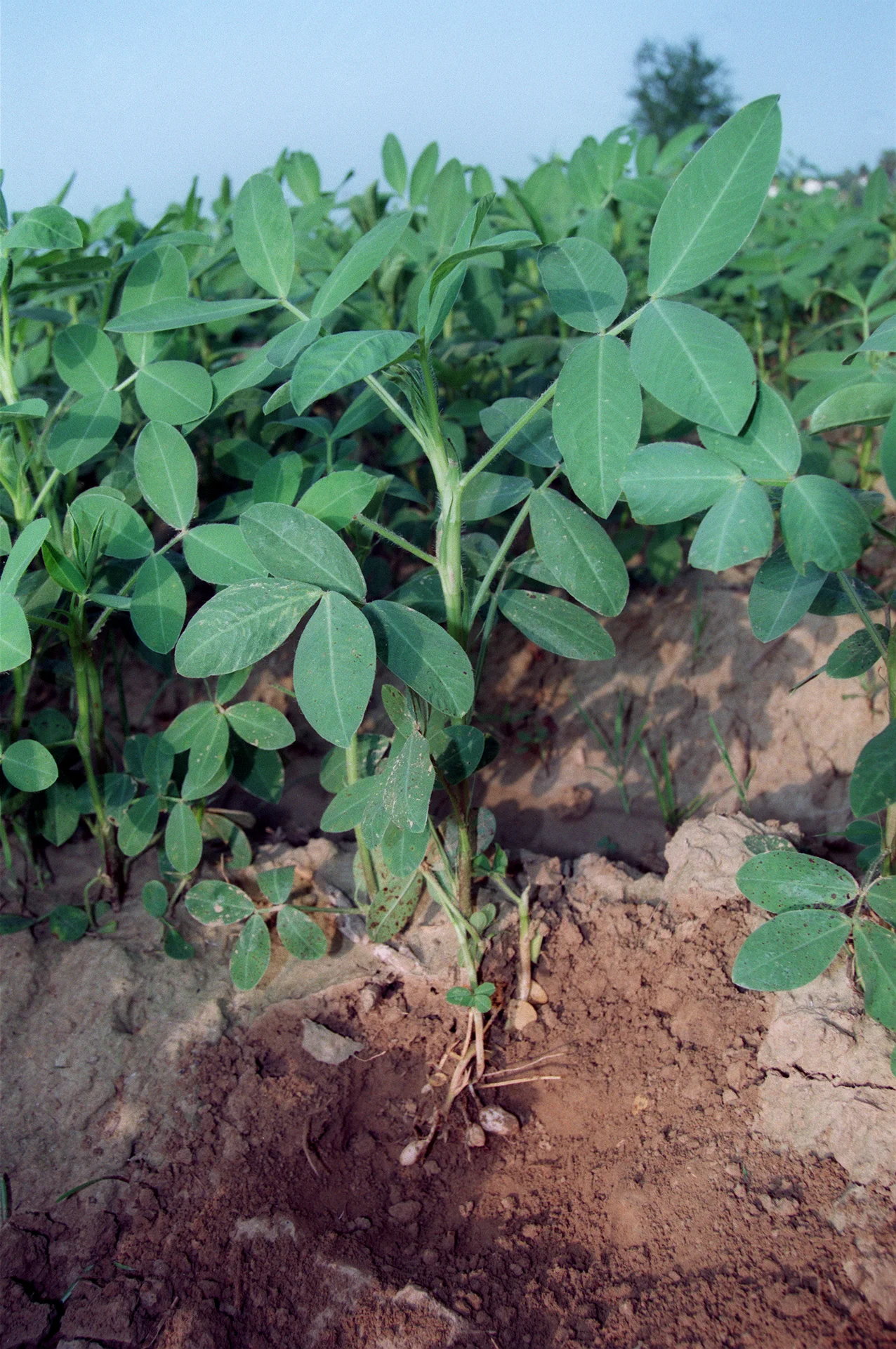 Groundnut plant growing in a field, with pods and roots exposed at the soil surface