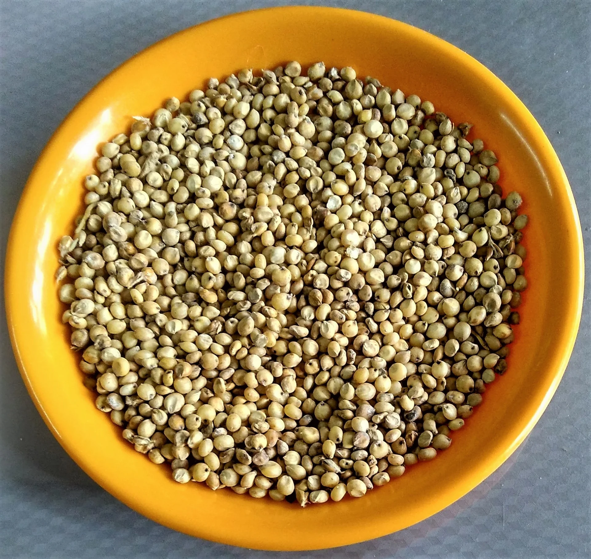 A plate of harvested pale tan sorghum grain