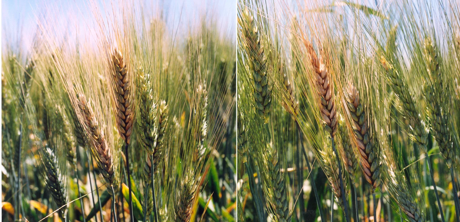 A bleached, straw-coloured Fusarium head blight-infected cereal head standing out among healthy green heads in the field
