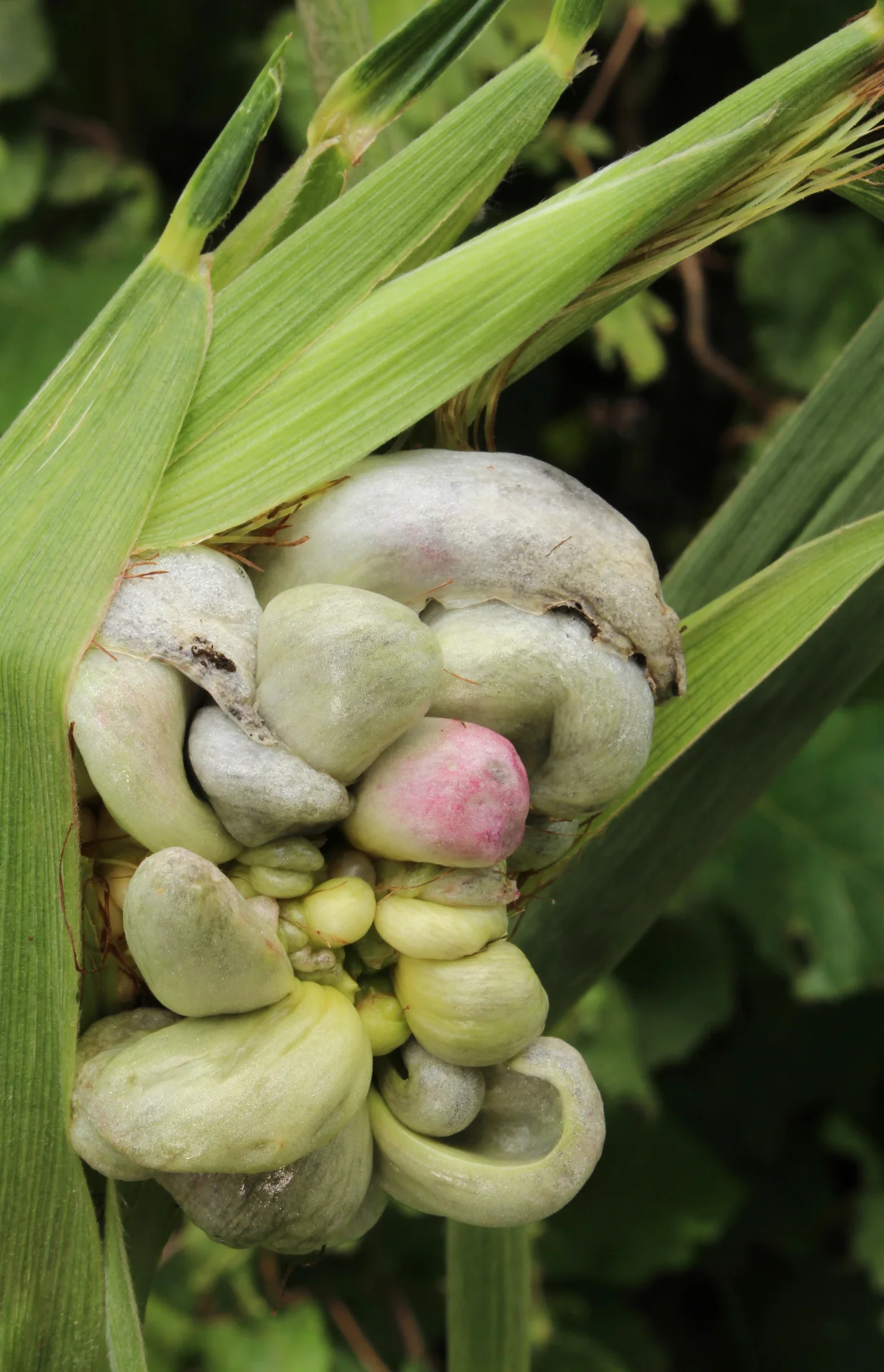 Close-up of corn smut galls on a maize cob, silvery-white and pinkish swollen boils where the kernels should be