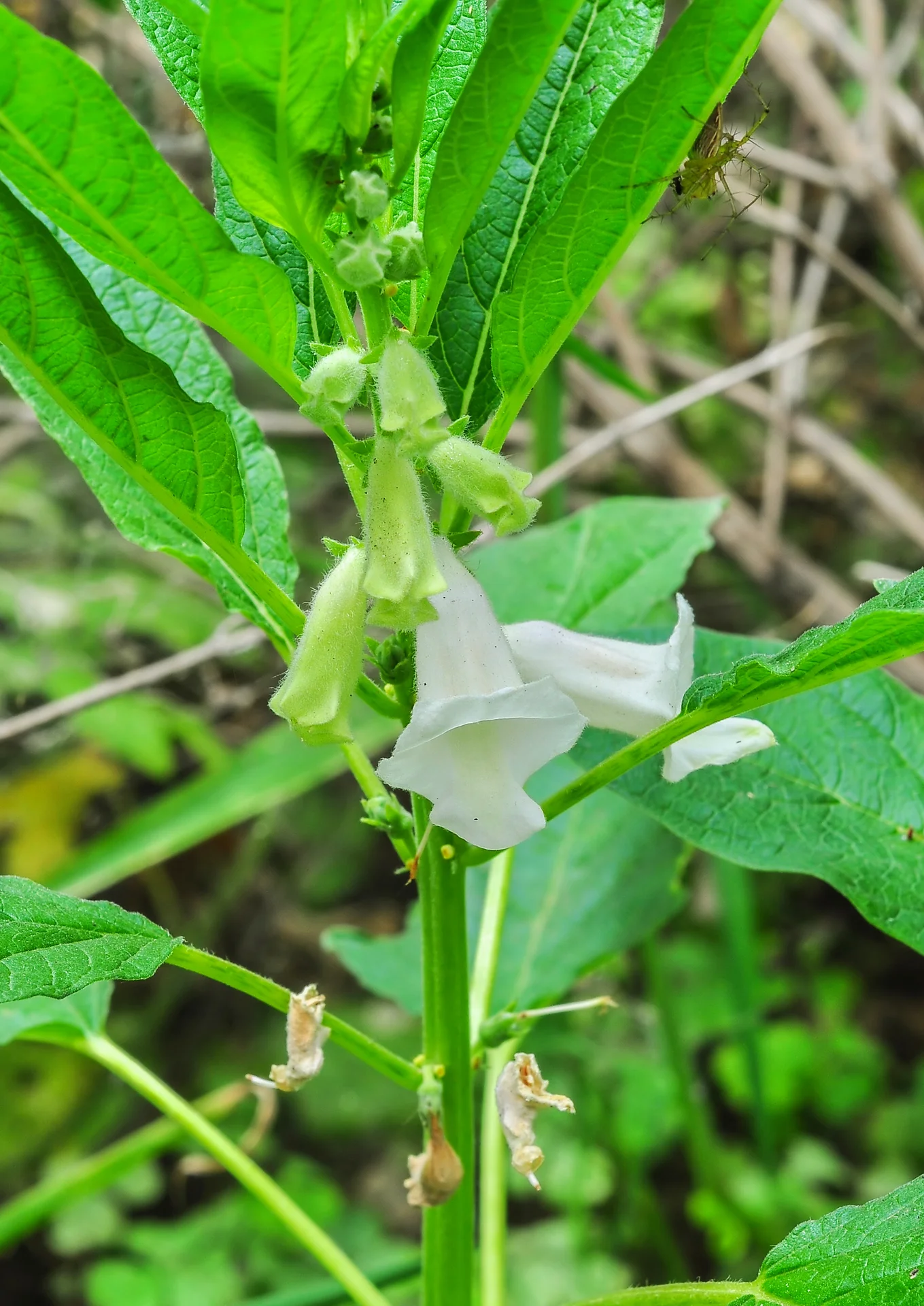 Sesame plant showing slim flower buds, an open white flower and young pointed green capsules at the leaf joints — the buds and capsules where gall midge damage appears