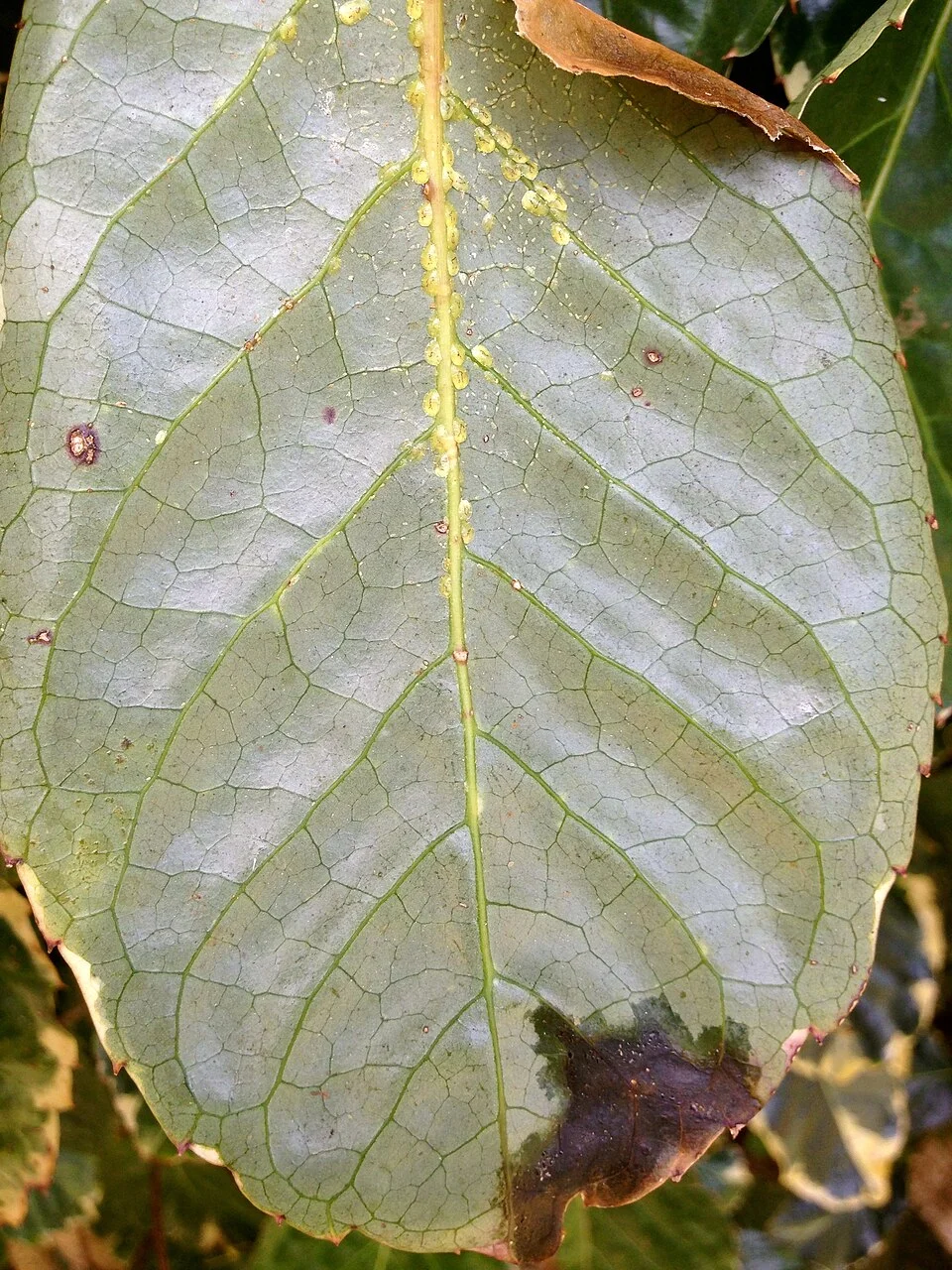 Scale insects