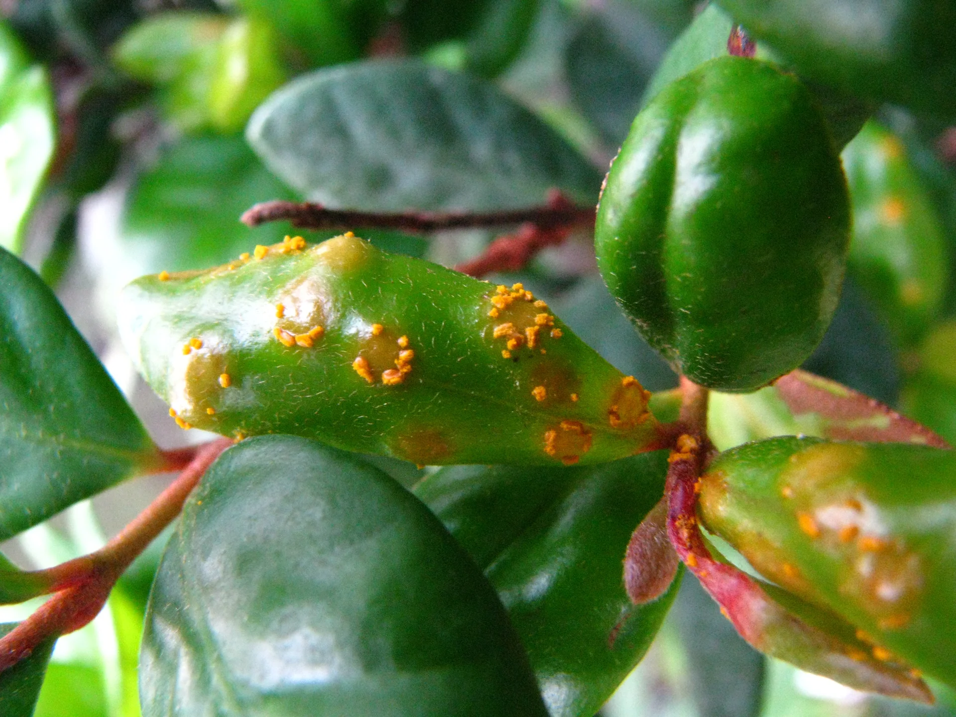 Bright orange-yellow powdery guava rust pustules on soft new leaves and small immature fruit
